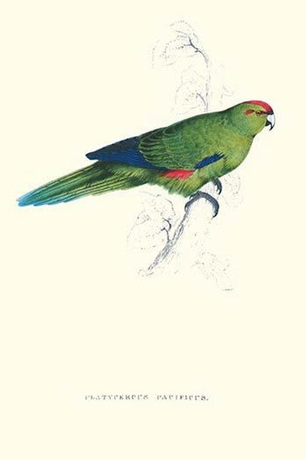 Pacific Parakeet - Cyanorhamphus Novaevelandiae