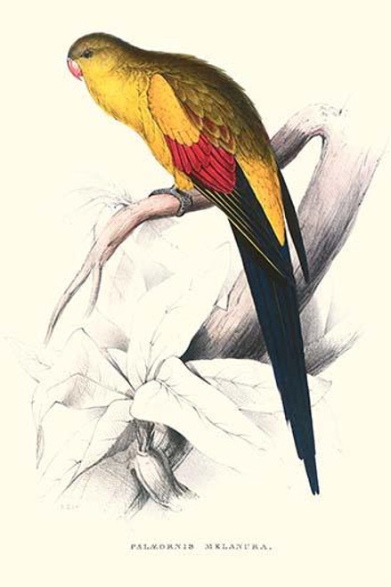 Black Tailed Parakeet(Male) - Polypelis Anthopeplus