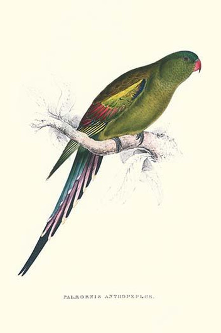 Black Tailed Parakeet(Female) - Polypelis Anthopeplus