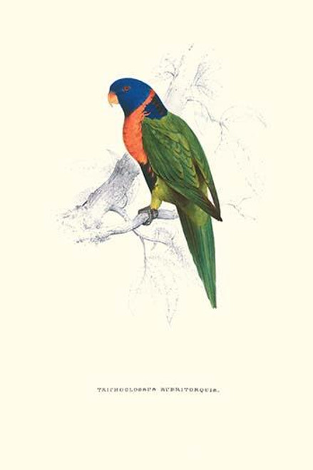 Scarlet-Collerd Parakeet - Trichoglossus Rubritorquis