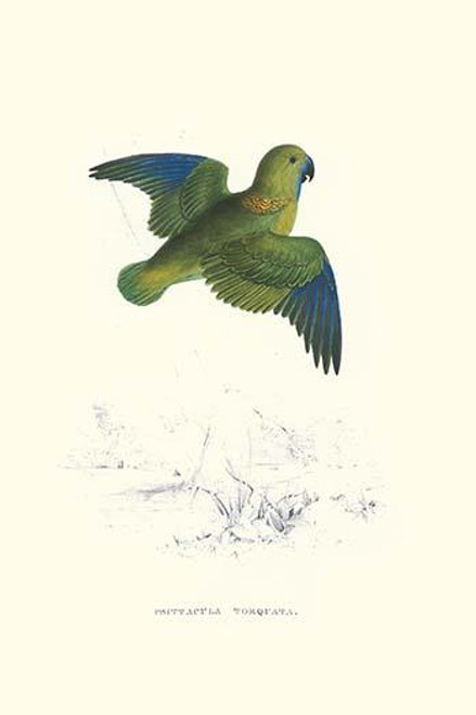 Collared Parakeet - Bolbopsittacus Lunulatus