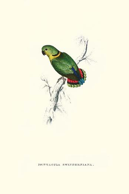 Swindern's Parakeet - Agapornis Swindernianus