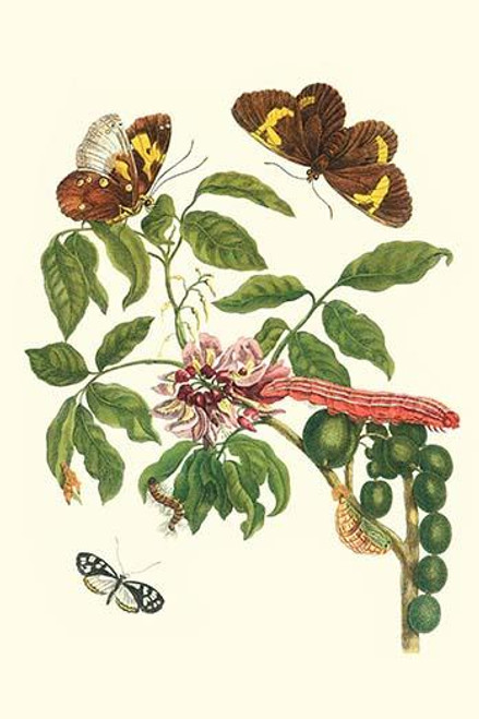 Leguminous plant with a Sophorae Owl Caterpillar & an Aegle Clearwing butterfly