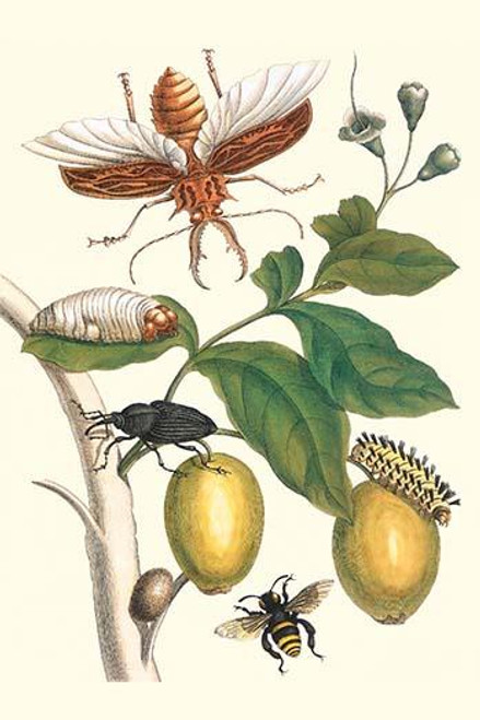 Genip Tree with Palm Weevil, a long horned Beetle & an Orchid Bee
