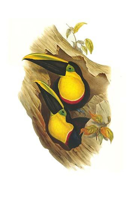 Black-Mandibled or Yellow throated Toucan
