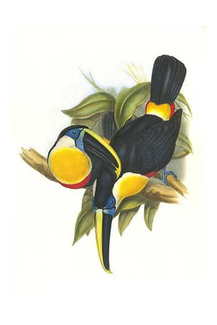 Hybrid Toucan