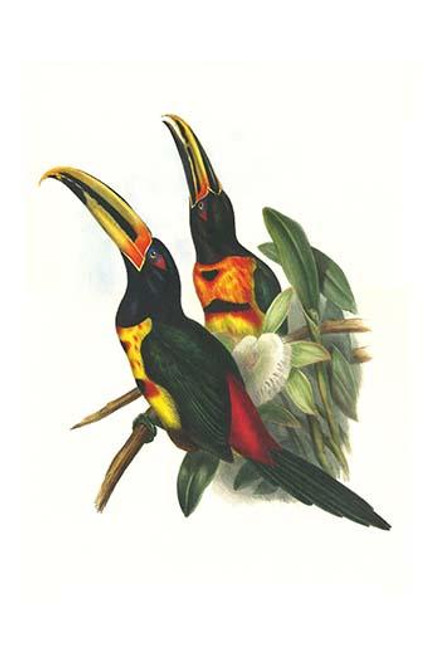 Pale mandibiled aracari