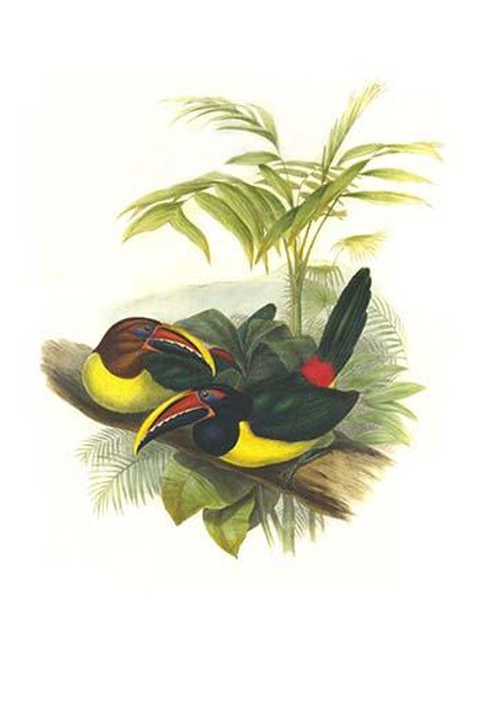 Curl Crested aracari