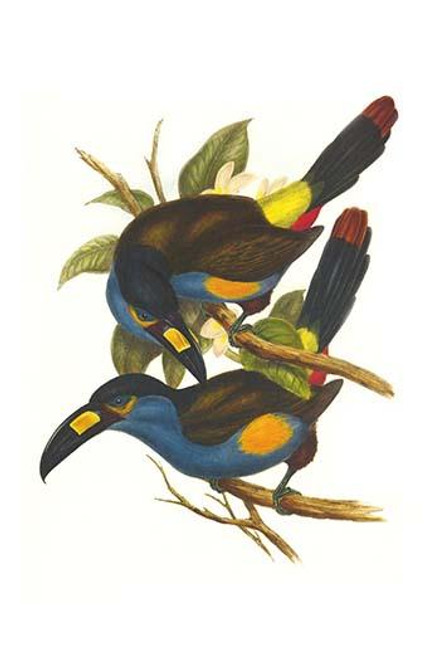 Plate Billed Mountain Toucan