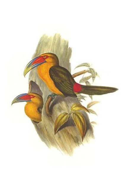 Saffron Toucanet