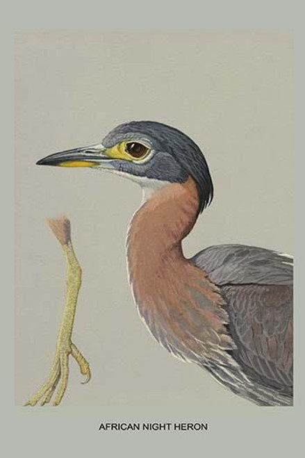 African Night Heron