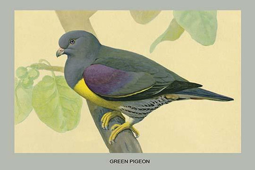 Green Pigeon