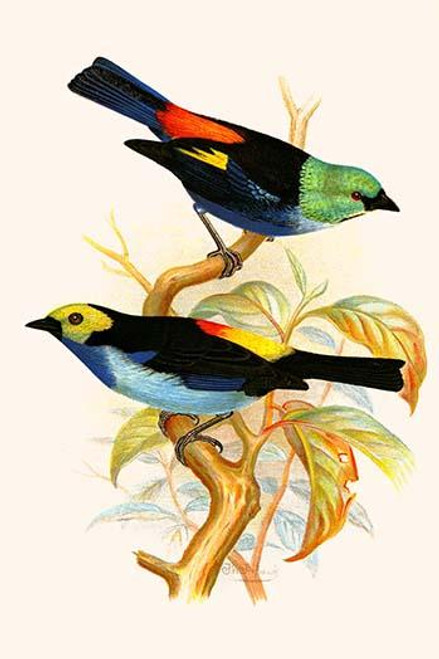 Superb Tanager, Paradise Tanager