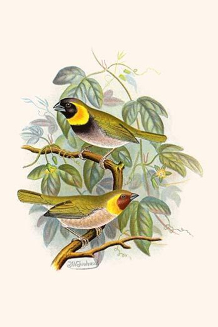 Melodius or Cuba Finch