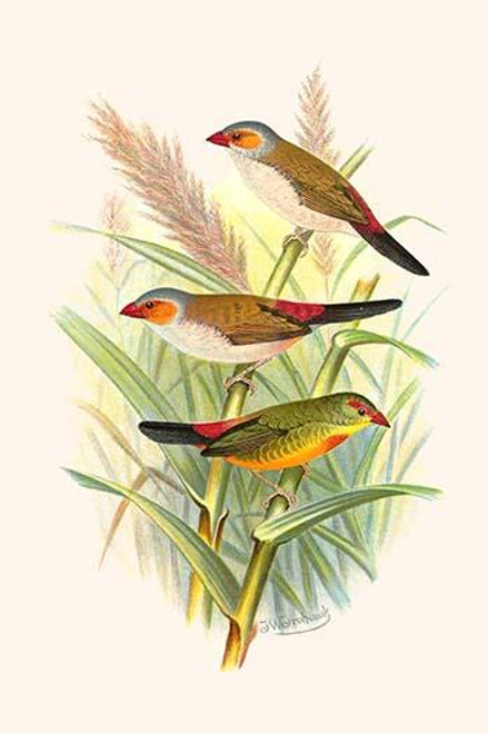 Orange Cheeked Waxbill & Zebra Waxbill