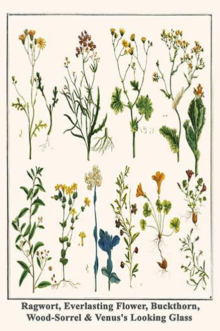Ragwort, Everlasting Flower, Buckthorn, Wood-Sorrel & Venus's Looking Glass
