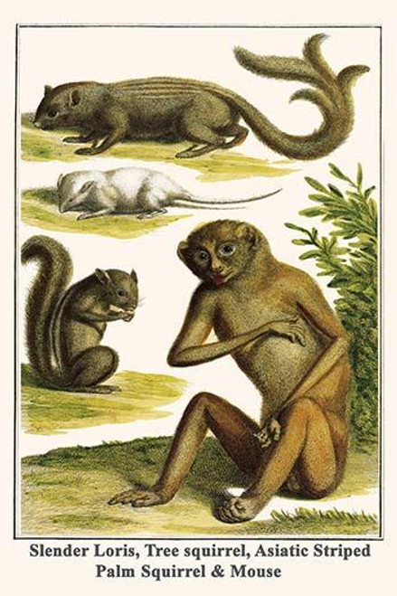 Slender Loris, Tree squirrel, Asiatic Striped Palm Squirrel & Mouse