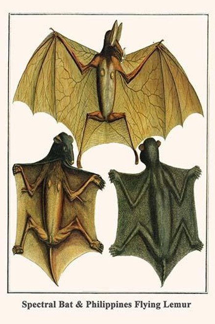 Spectral Bat & Philippines Flying Lemur