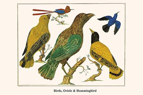 Birds, Oriole & Hummingbird