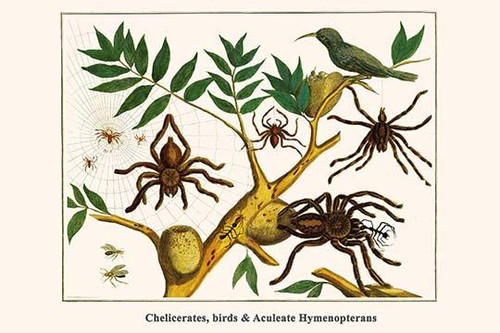 Chelicerates, birds & Aculeate Hymenopterans