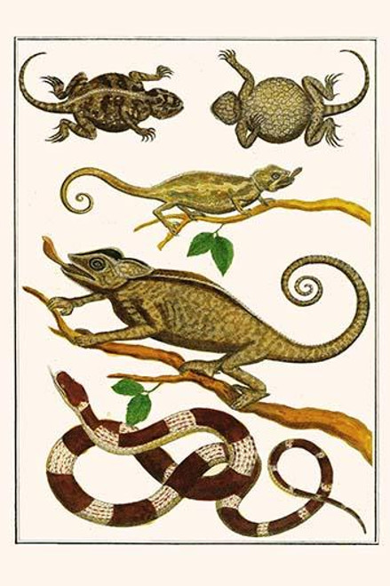 Lizards, Snakes, Chameleons