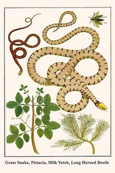 Grass Snake, Pistacia, Milk Vetch, Long Horned Beetle