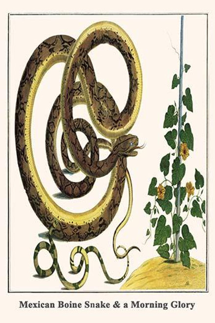 Mexican Boine Snake & a Morning Glory