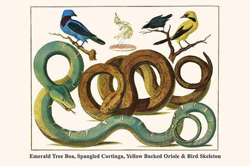 Emerald Tree Boa, Spangled Cortinga, Yellow Backed Oriole & Bird Skeleton