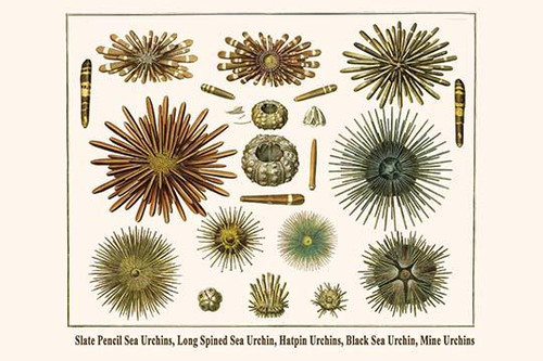 Slate Pencil Sea Urchins, Long Spined Sea Urchin, Hatpin Urchins, Black Sea Urchin, Mine Urchins