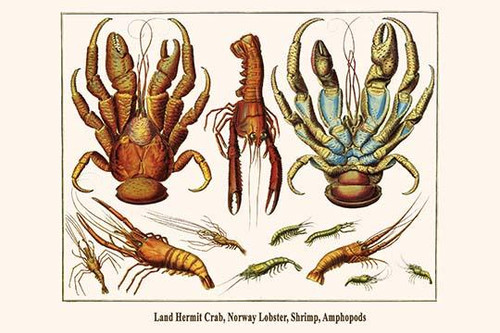 Land Hermit Crab, Norway Lobster, Shrimp, Amphopods