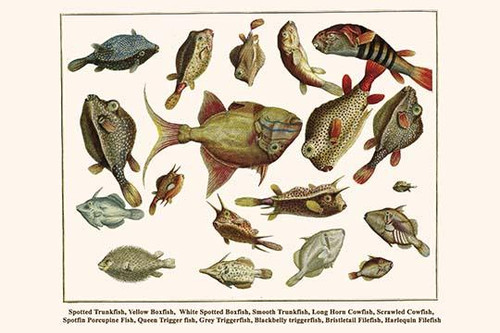 Trunkfish, Boxfish, Cowfish, Porcupine Fish, Triggerfish, and Filefish