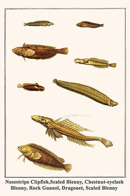 Nosestripe Clipfish,Scaled Blenny, Chestnut-eyelash Blenny, Rock Gunnel, Dragonet, Scaled Blenny