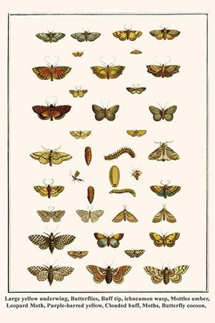 Butterflies, Moths & Wasps