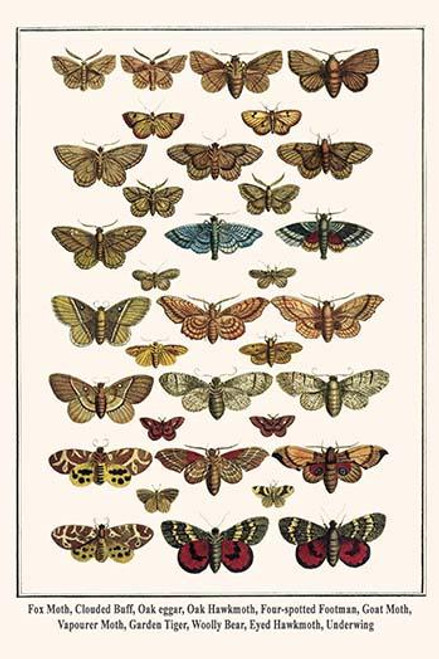 Moths & Caterpillars