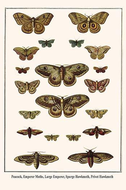 Peacock, Emperor Moths, Large Emperor, Spurge Hawkmoth, Privet Hawkmoth