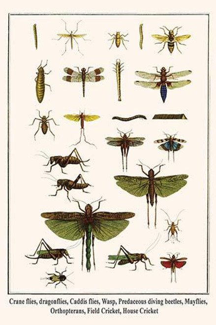Crane flies, dragonflies, Caddis flies, Wasp, Predaceous diving beetles, Mayflies, Orthopterans, Field & House Cricket