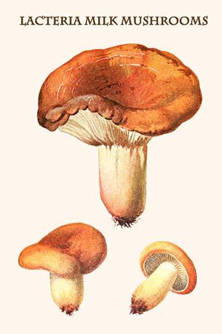 lacteria milk mushrooms