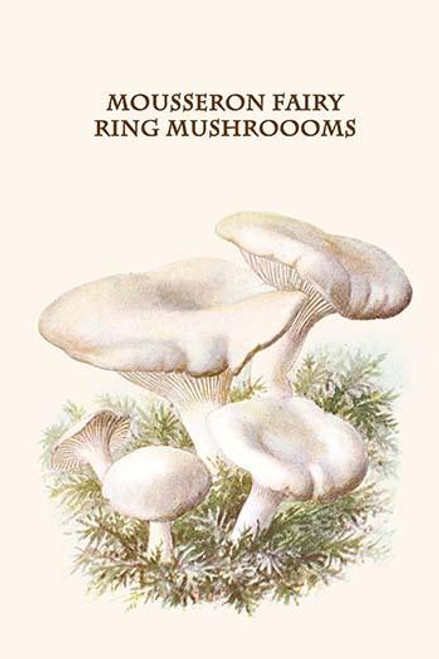 mousseron fairy ring mushroooms