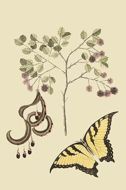Acacia & Sulphur Butterfly
