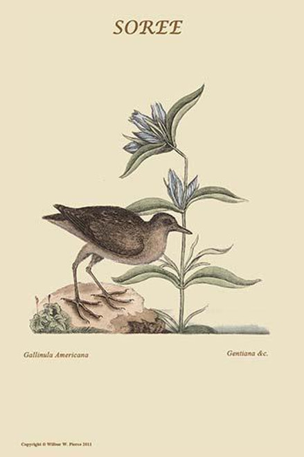 Gallinula or Soree