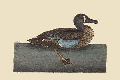 White Face Teal