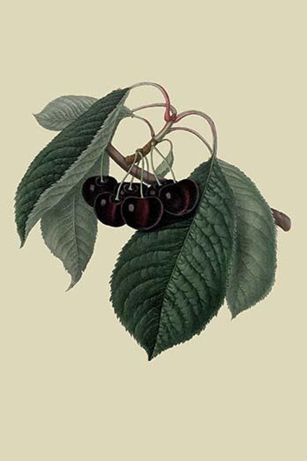 Black Circassian Cherry