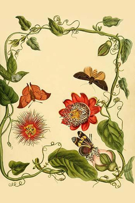 Surinam Butterflies, Moths & Caterpillars  (Plate 153)