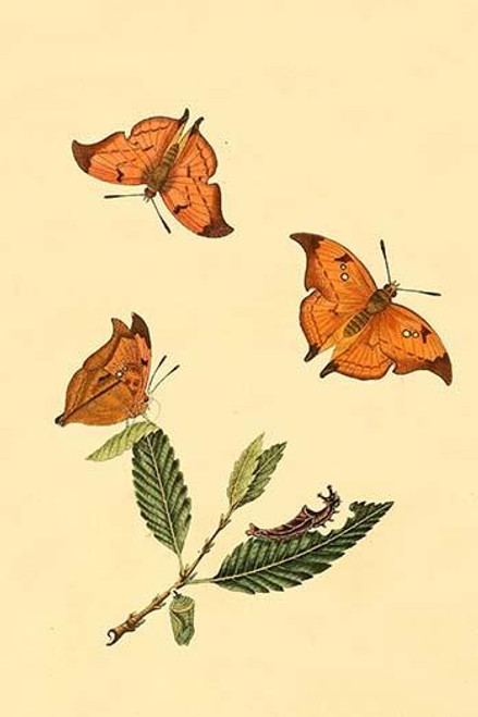 Surinam Butterflies, Moths & Caterpillars  (Plate 1)