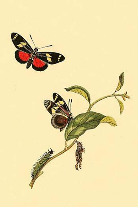 Surinam Butterflies, Moths & Caterpillars  (Plate 3)