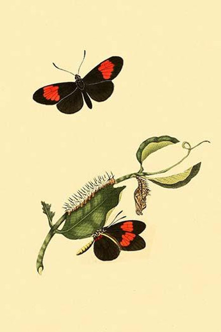 Surinam Butterflies, Moths & Caterpillars  (Plate 4)