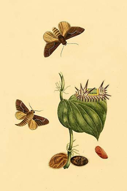 Surinam Butterflies, Moths & Caterpillars  (Plate 6)