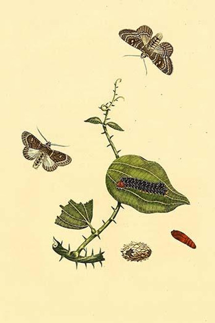 Surinam Butterflies, Moths & Caterpillars  (Plate 7)