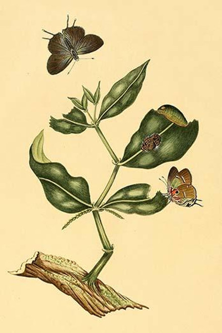 Surinam Butterflies, Moths & Caterpillars  (Plate 8)