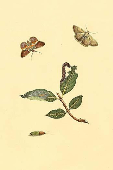 Surinam Butterflies, Moths & Caterpillars  (Plate 10)